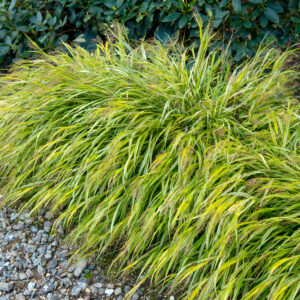 Hakonechloa smukła 'Aureola’