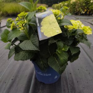 Hortensja ogrodowa 'Caipirinha'