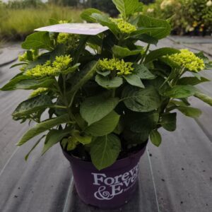 Hortensja Ogrodowa Forever & Ever® White